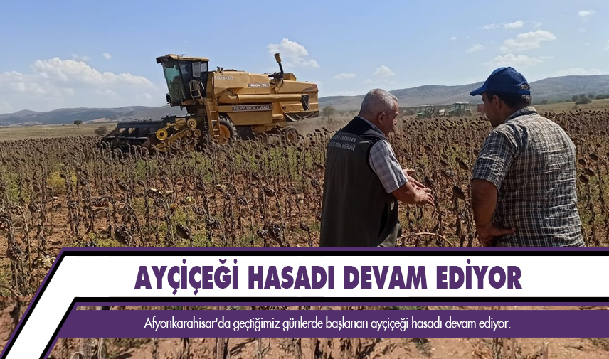 Ayçiçeği hasadı devam ediyor